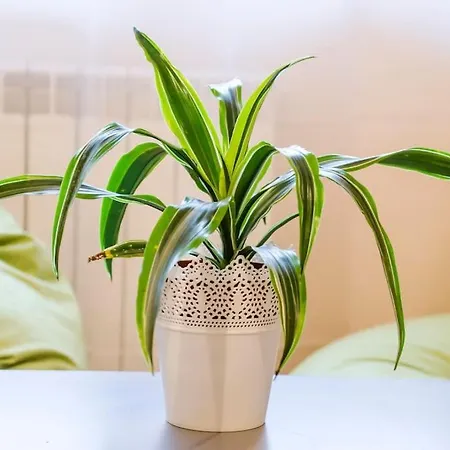 公寓 19 Cozy With Balcony 索菲亞